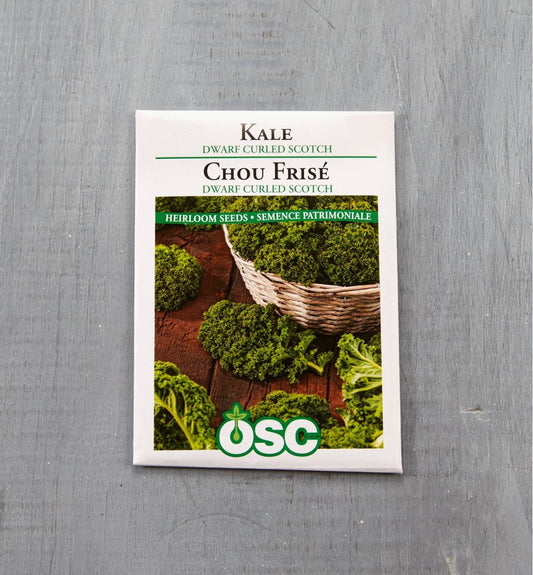 Dwarf Curled Scotch Kale