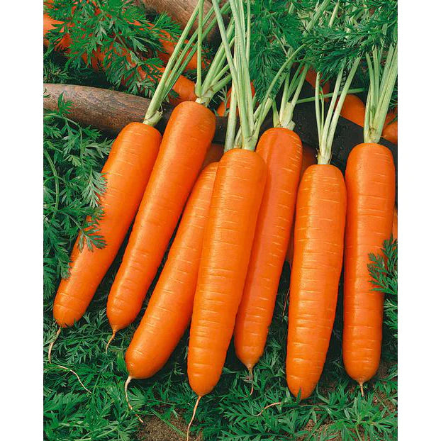 Danvers Half-Long Carrots