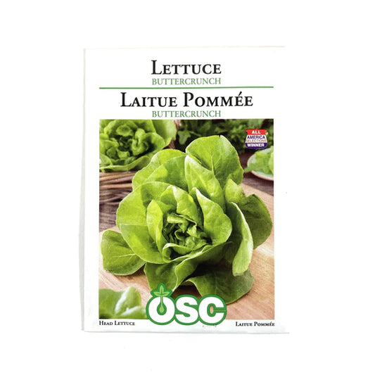 Buttercrunch Lettuce