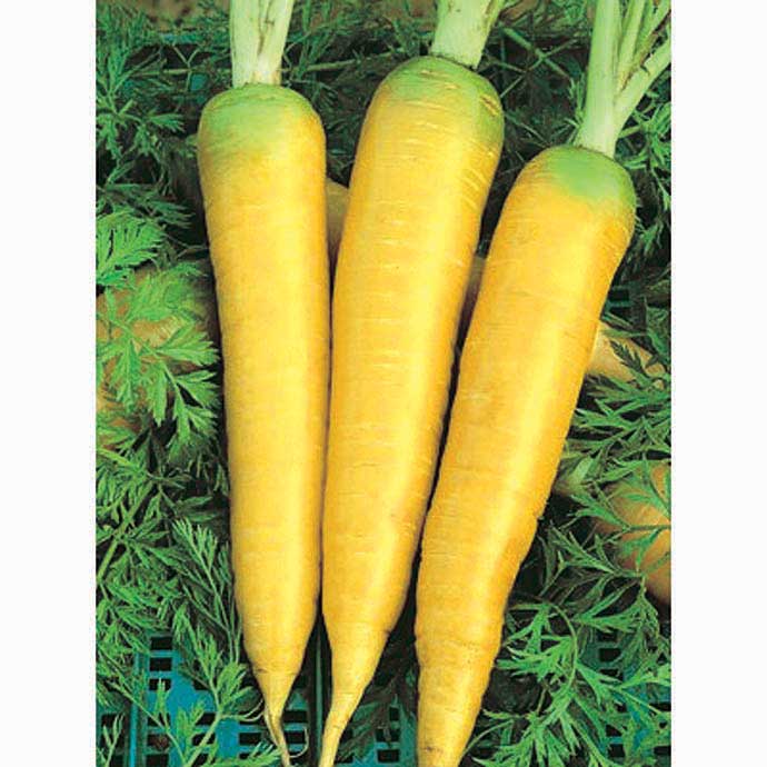 Solar Yellow Carrots