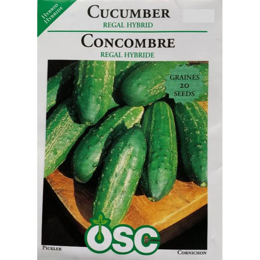 Regal Hybrid Cucumber
