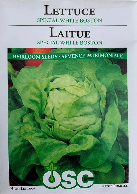 White Boston Lettuce