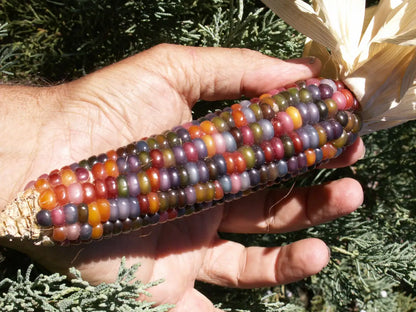 Mixed Colours Ornamental Corn